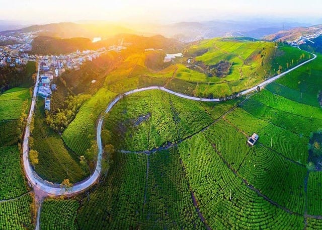 đồi chè cầu đất đà lạt